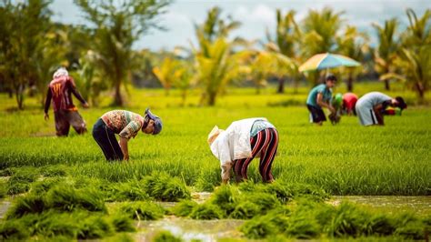 Filipino farmers secure their livelihoods via fair trade.